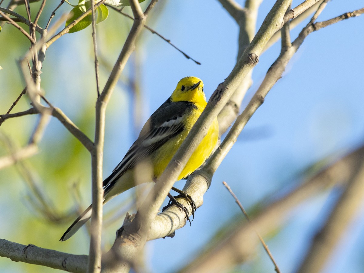 Citrine Wagtail (Gray-backed) - Boris Georgi