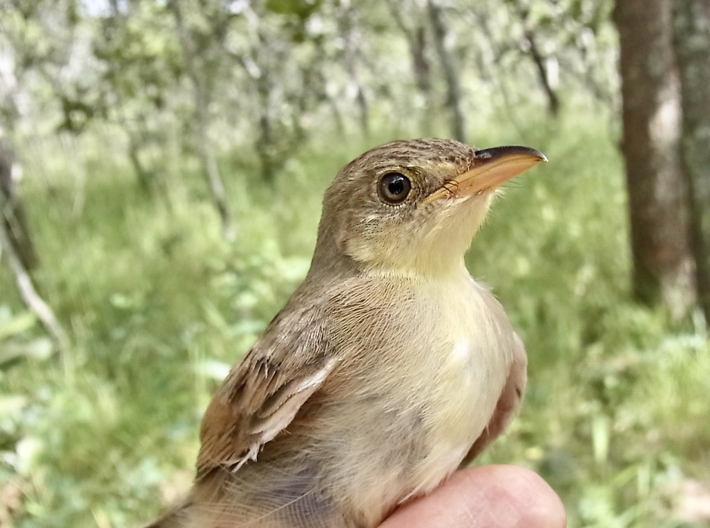 キゴシヒメゴシキドリ（bilineatus グループ） - ML619334717