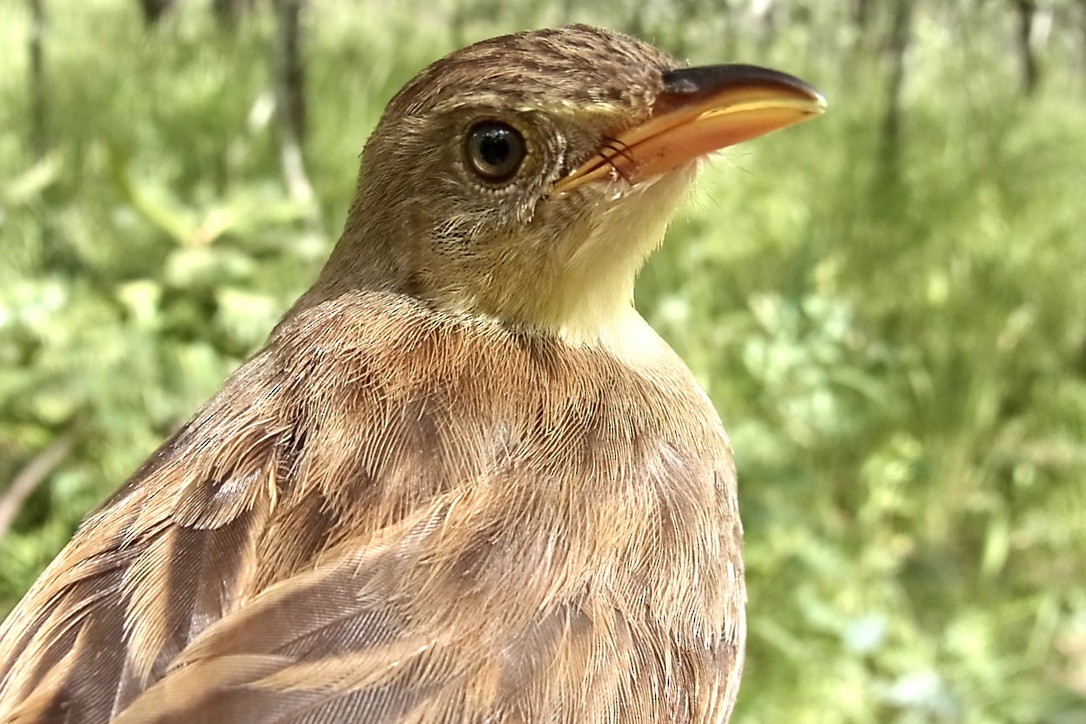 キゴシヒメゴシキドリ（bilineatus グループ） - ML619334718