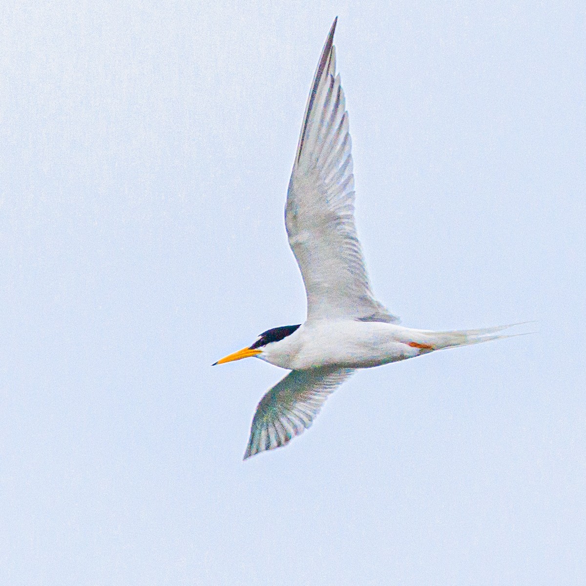 Little Tern - Masaharu Inada
