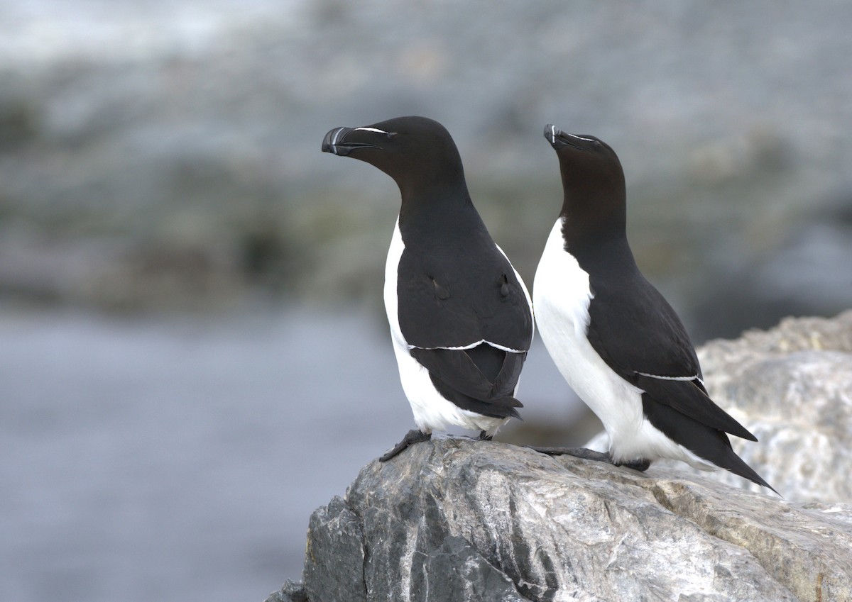 Razorbill - Pep Cantó