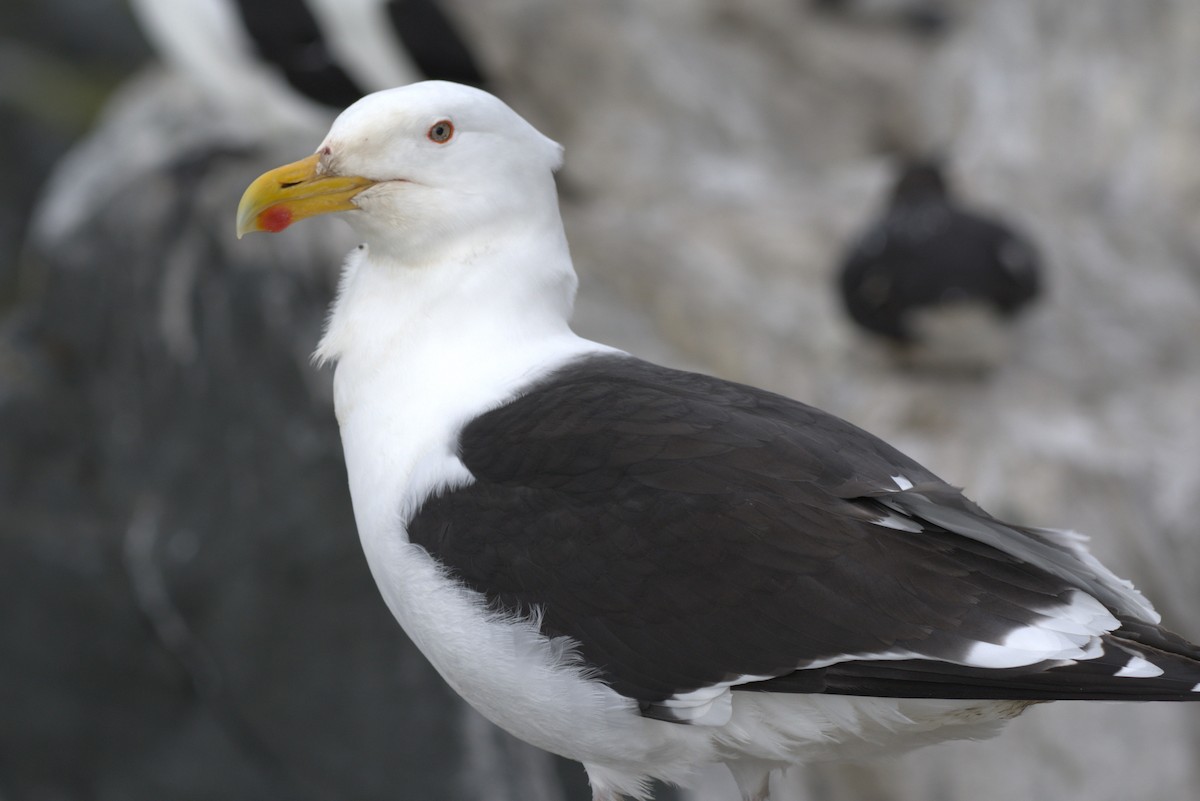 Great Black-backed Gull - Pep Cantó