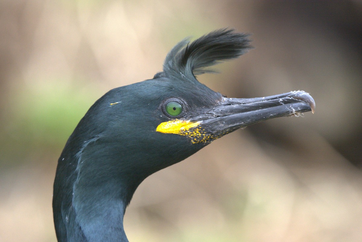 European Shag - Pep Cantó