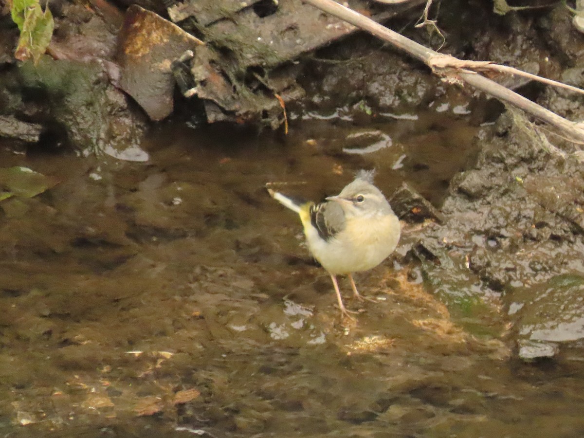 Gray Wagtail - Robert gilbert