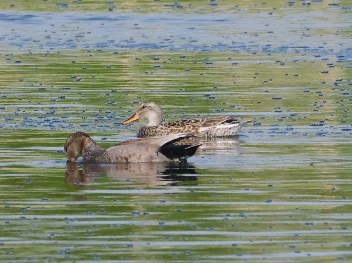 Canard chipeau - ML619334792