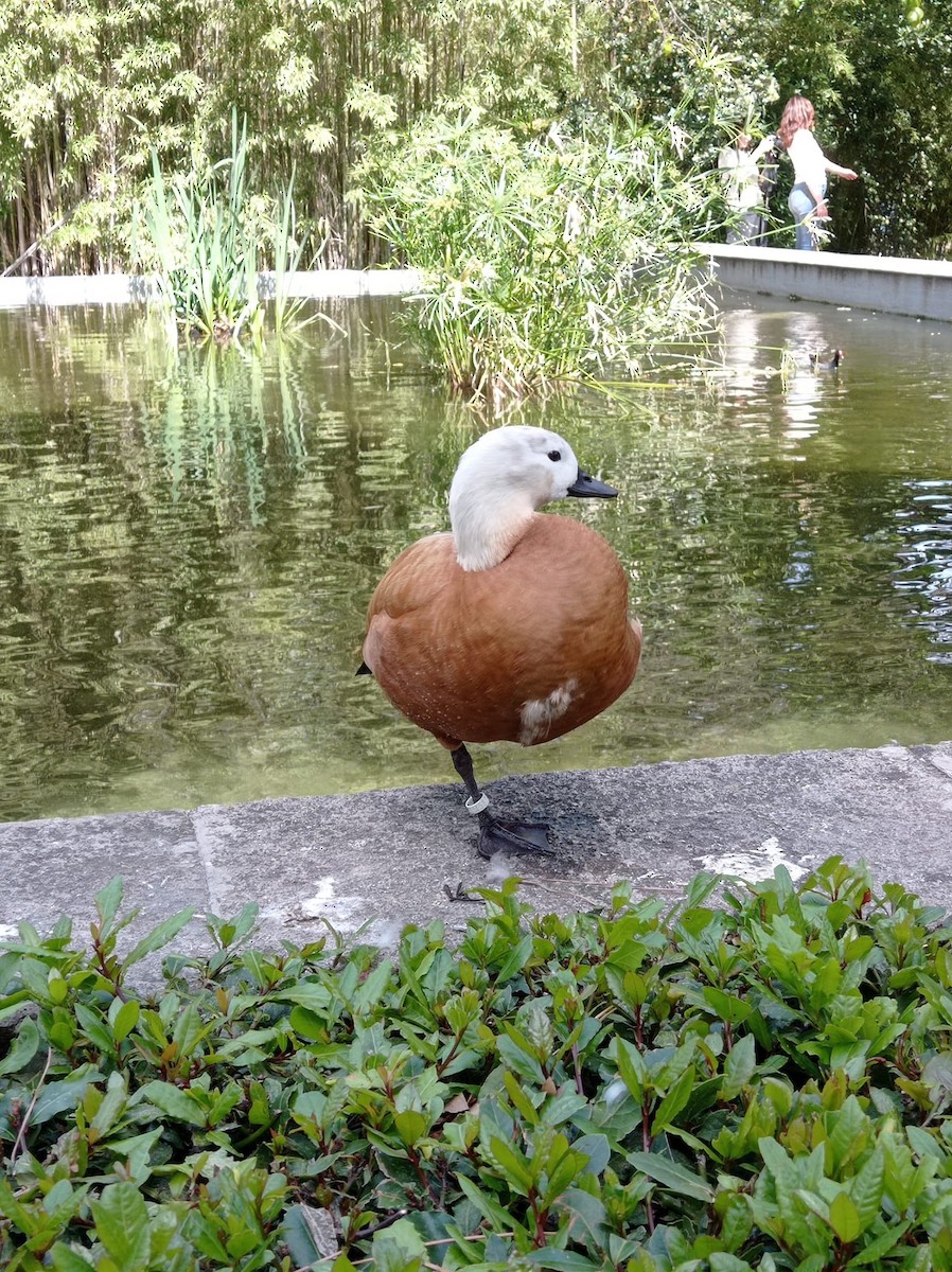 Ruddy Shelduck - ML619334795