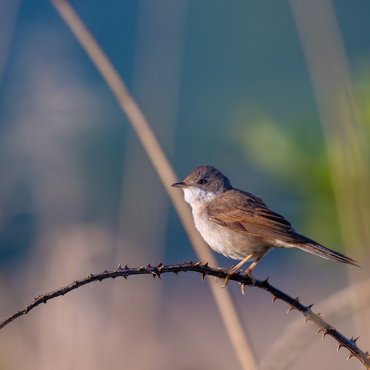 Greater Whitethroat - Tracey Jolliffe