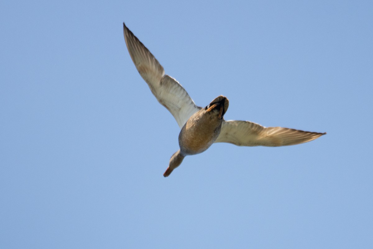 Mallard - Letty Roedolf Groenenboom