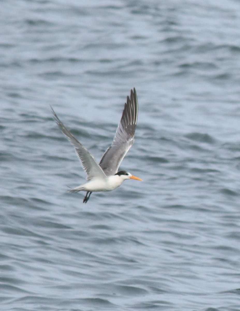 Lesser Crested Tern - Afsar Nayakkan