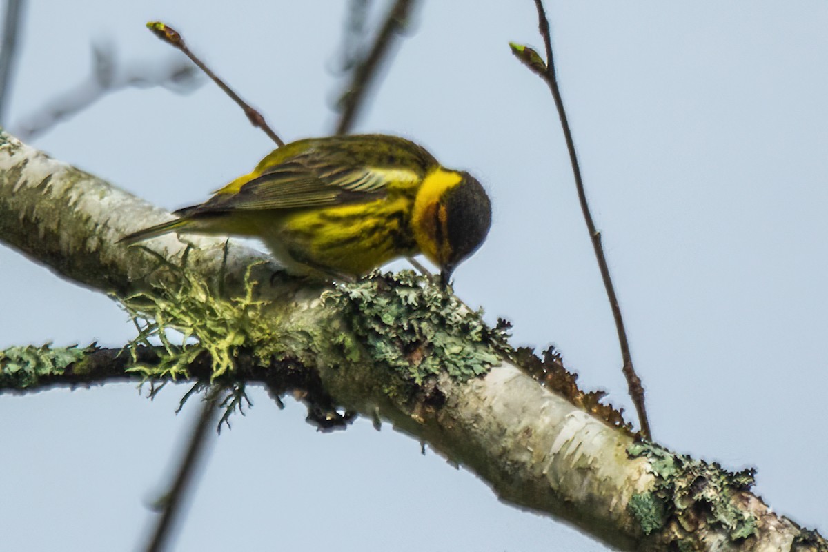 Cape May Warbler - ML619334836
