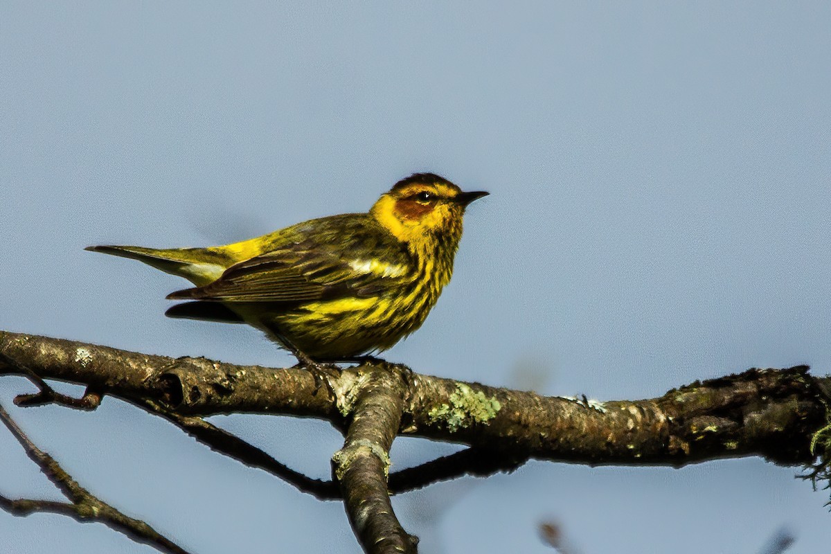 Cape May Warbler - ML619334837