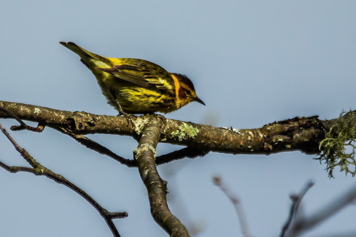 Cape May Warbler - ML619334838