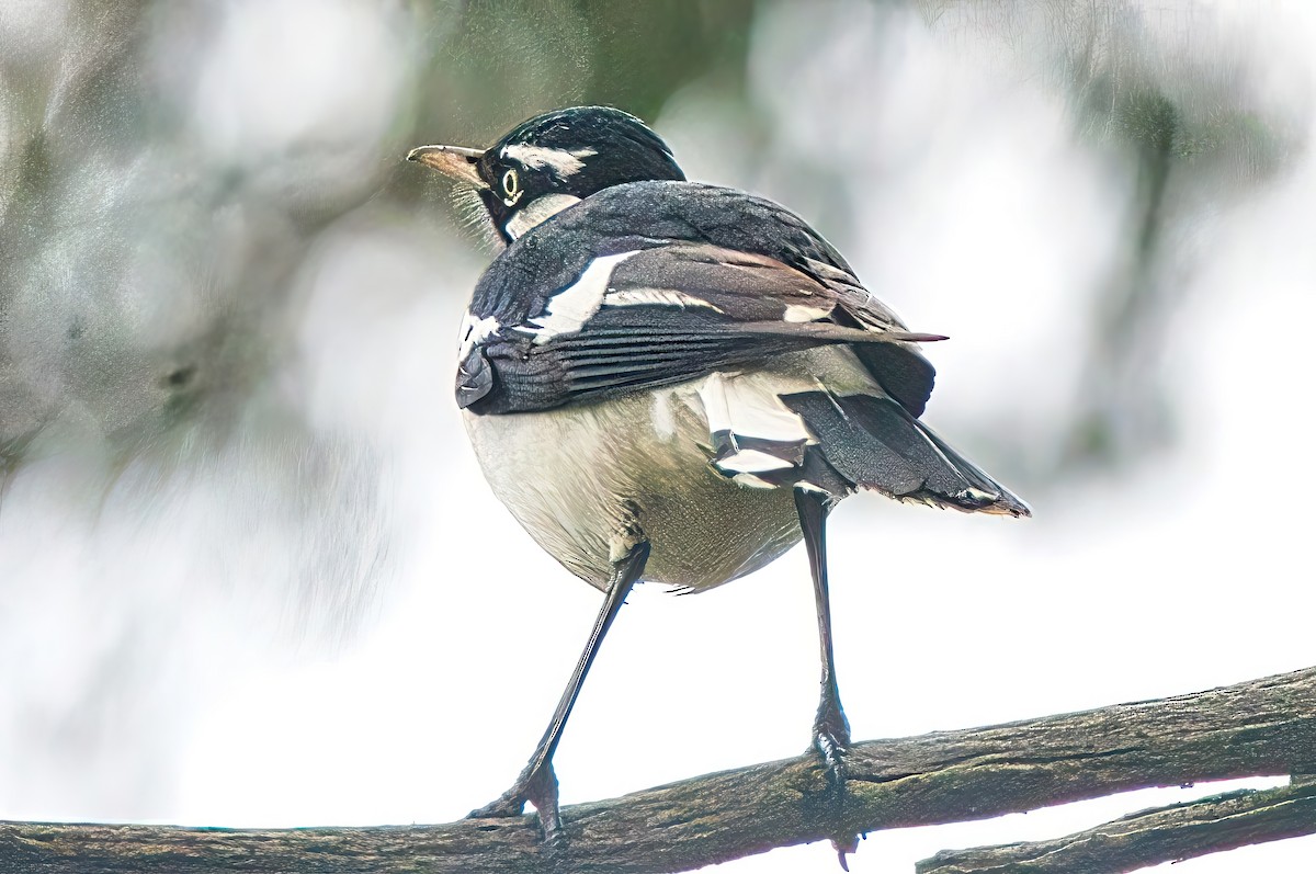 Magpie-lark - Alfons  Lawen