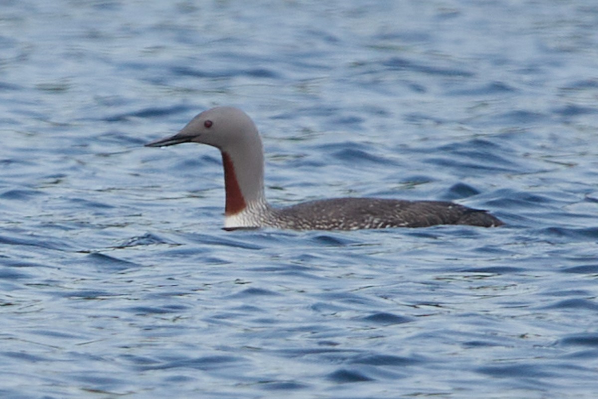 Red-throated Loon - ML619334862