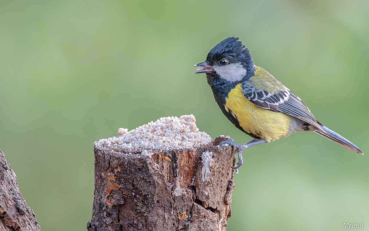 Green-backed Tit - ML619334866