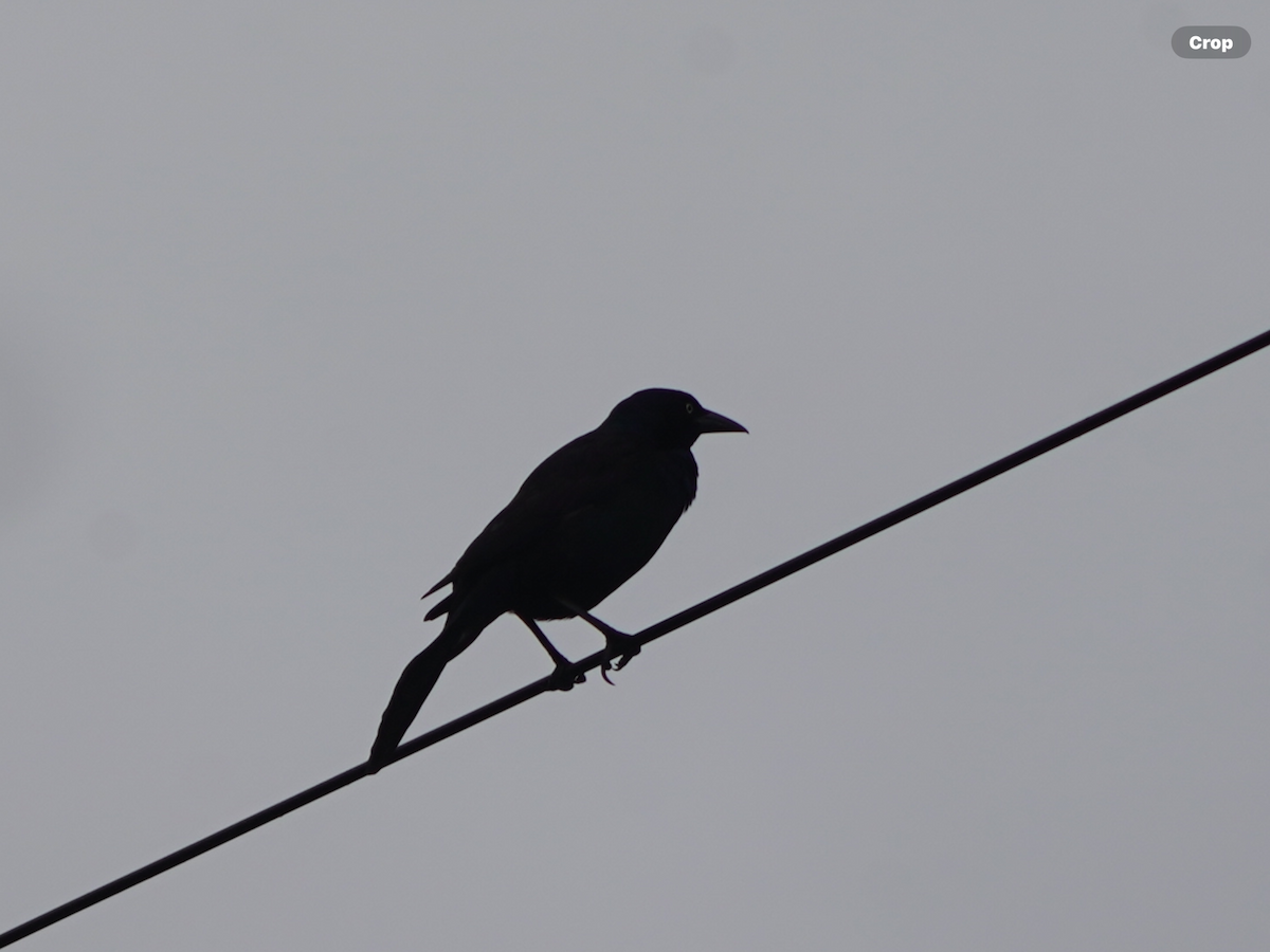 Common Grackle - Calvin Rees