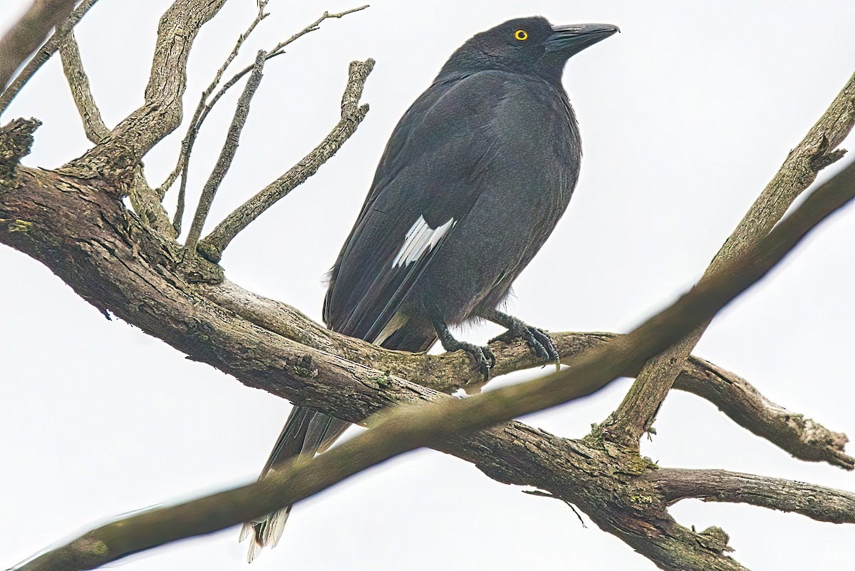 Pied Currawong - Alfons  Lawen