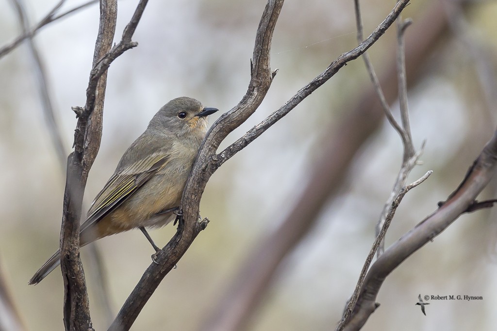 Red-lored Whistler - ML619334900