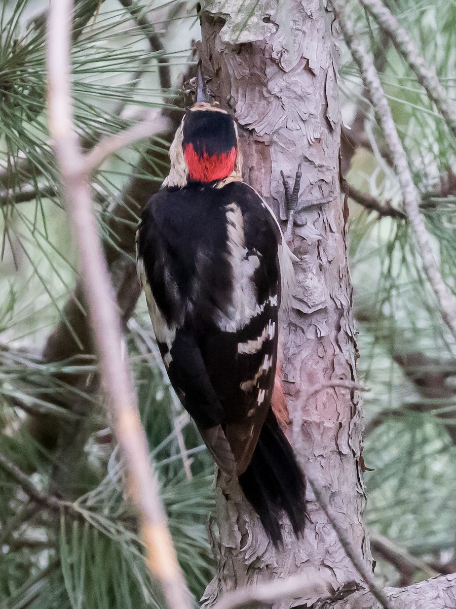 Syrian Woodpecker - Milan Martic