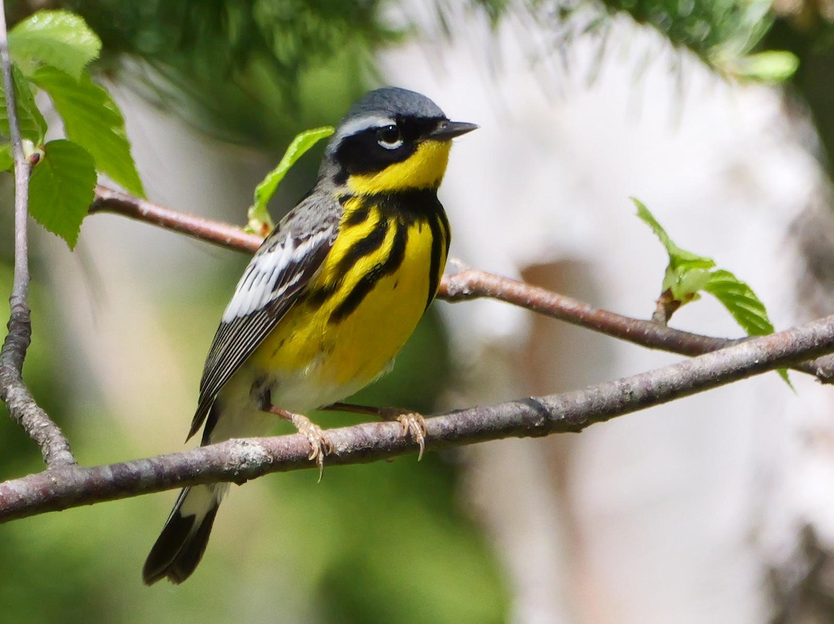 Magnolia Warbler - ML619334926