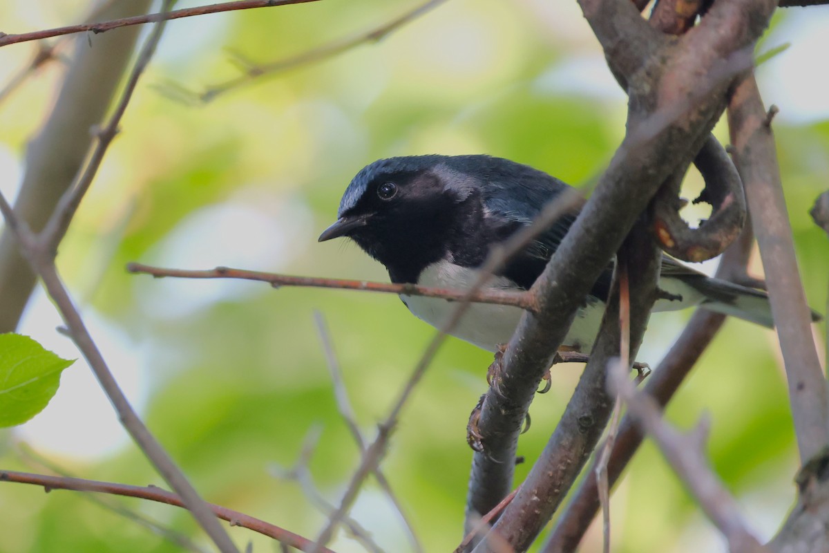 Black-throated Blue Warbler - Peter Veighey