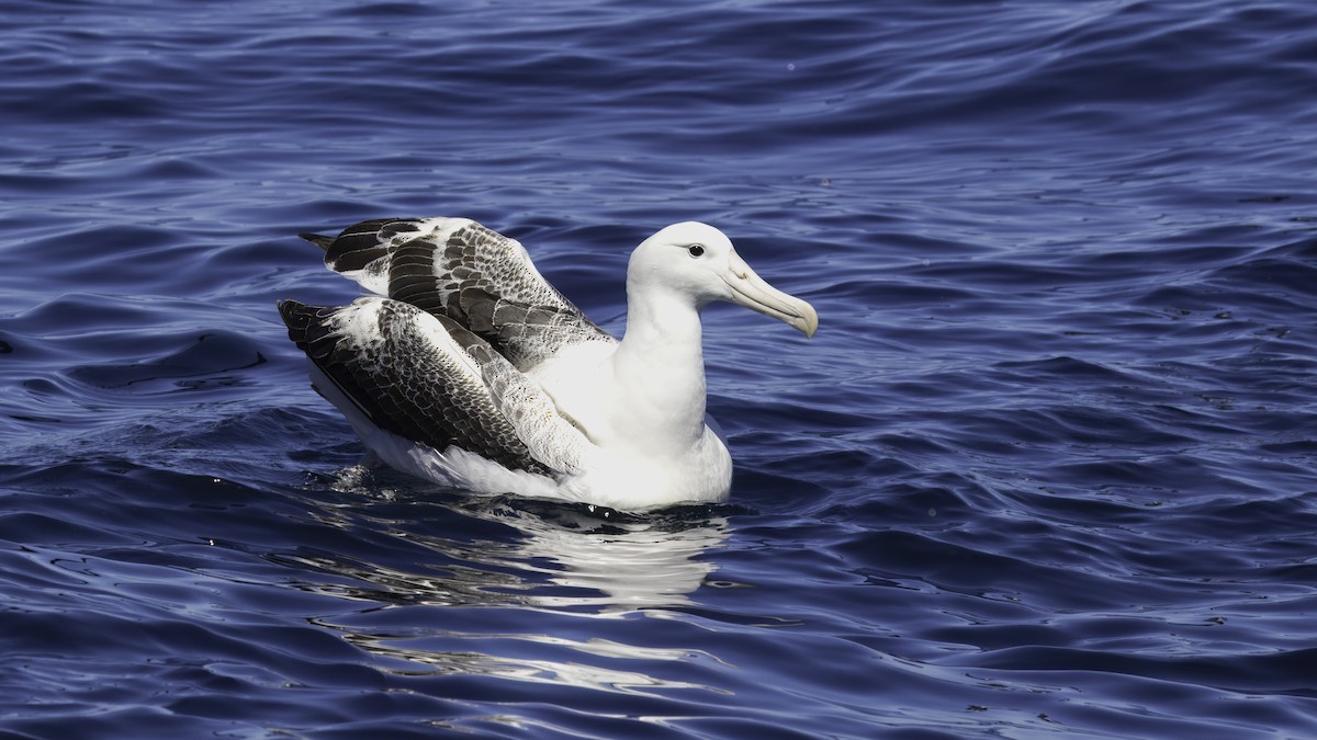 Southern Royal Albatross - Markus Craig