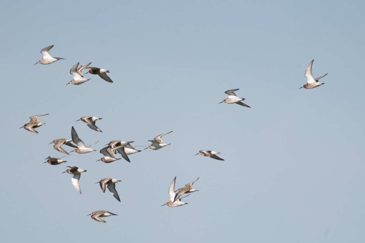 Curlew Sandpiper - ML619334969