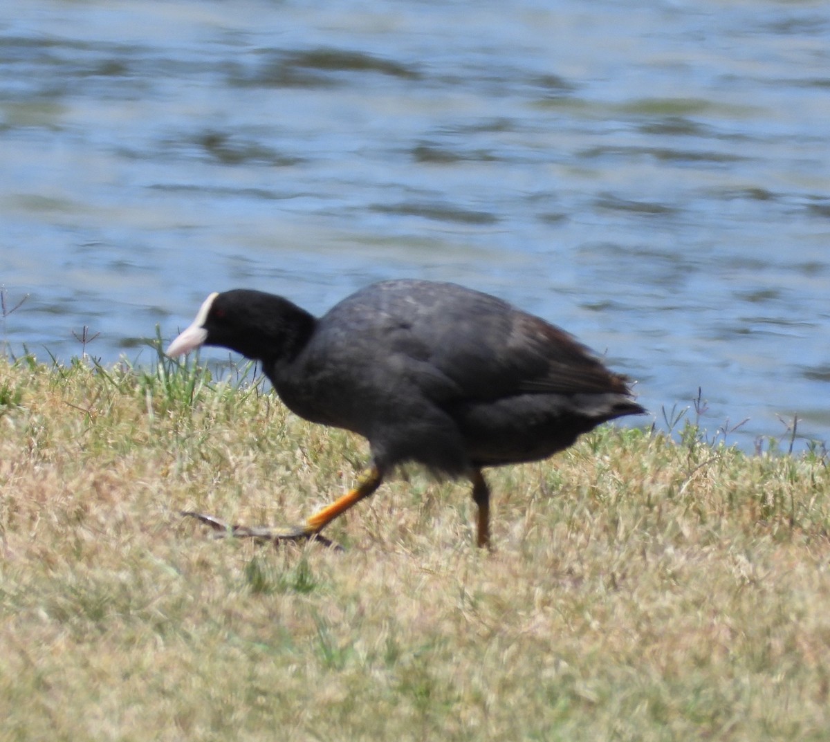 Eurasian Coot - ML619334985