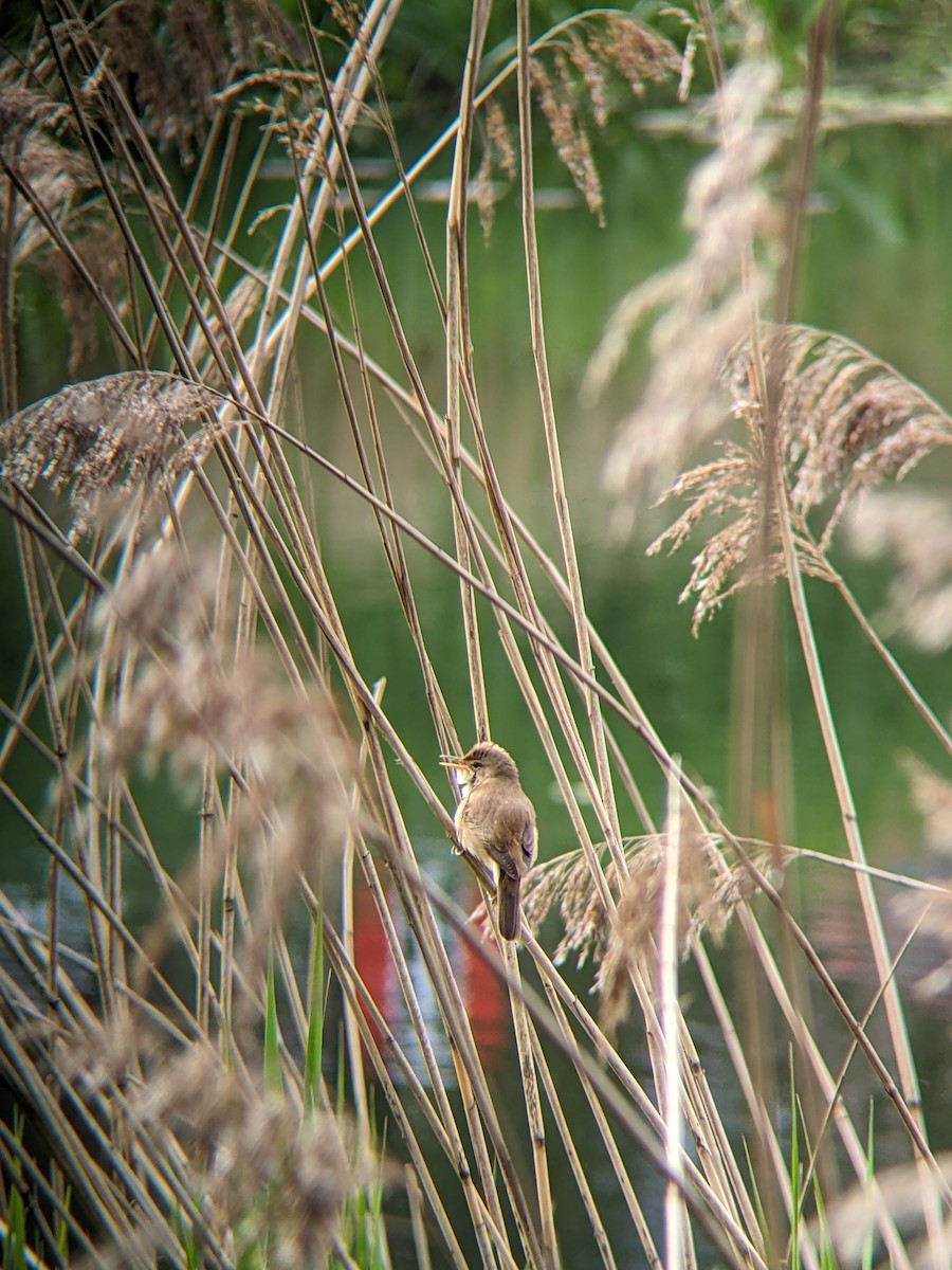 Common Reed Warbler - Veronika Sochen