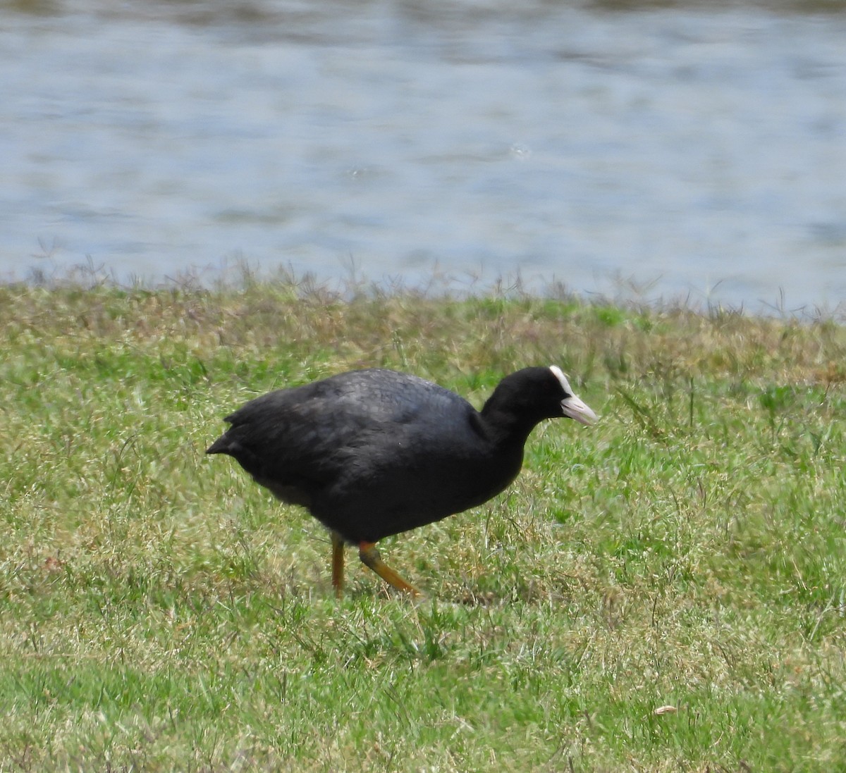 Eurasian Coot - ML619334996