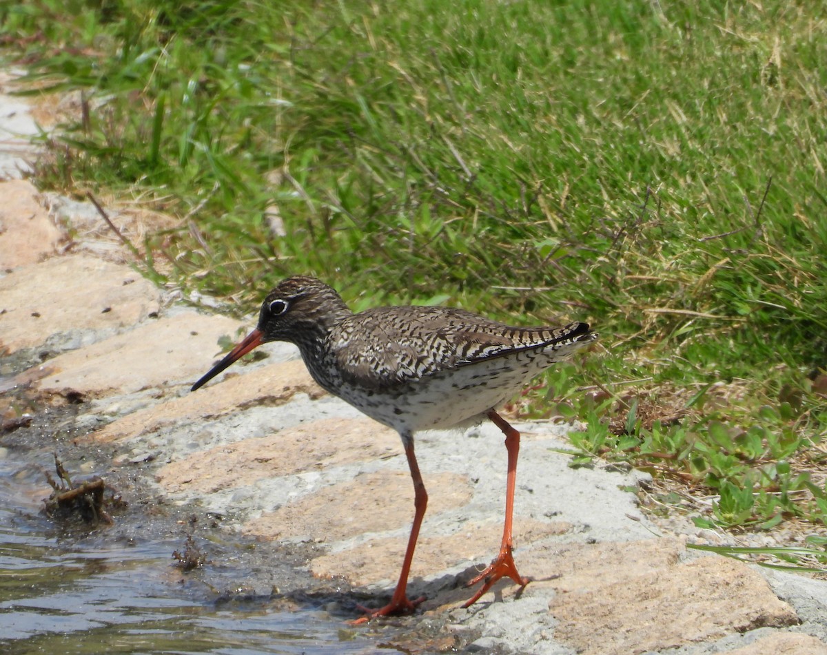 Common Redshank - Ricardo Bedia