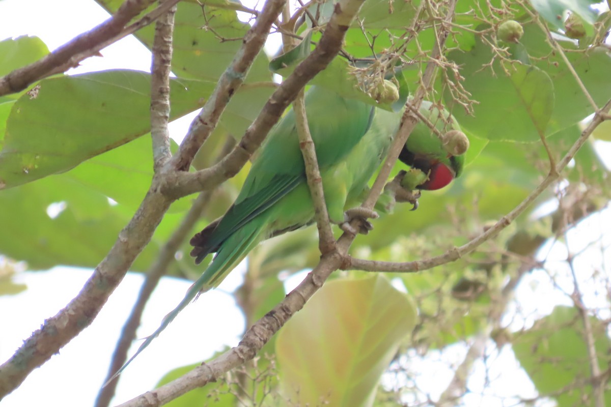 Rose-ringed Parakeet - Soumya Nair