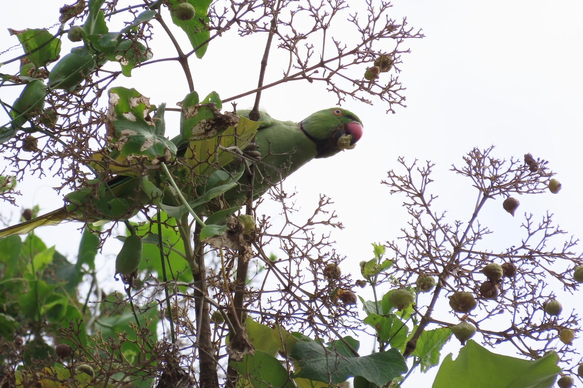 Rose-ringed Parakeet - Soumya Nair