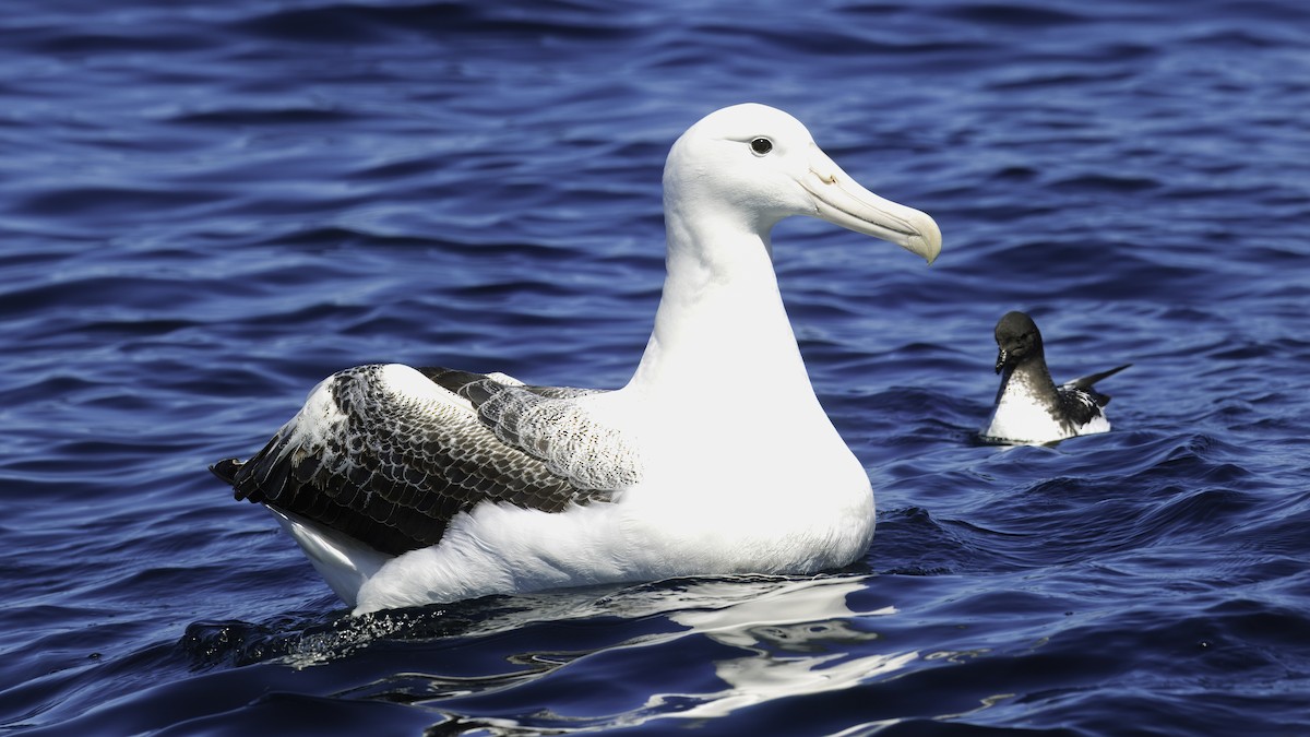 Southern Royal Albatross - Markus Craig