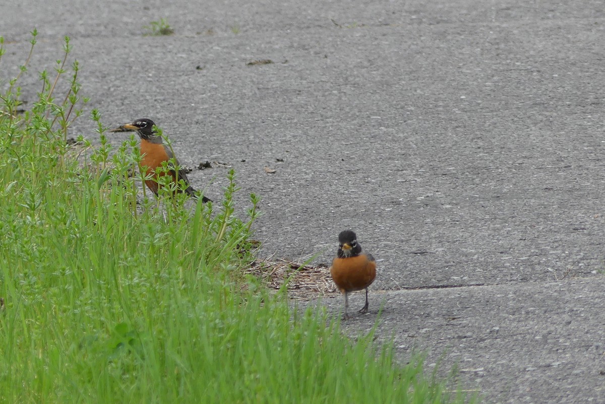 American Robin - ML619335032