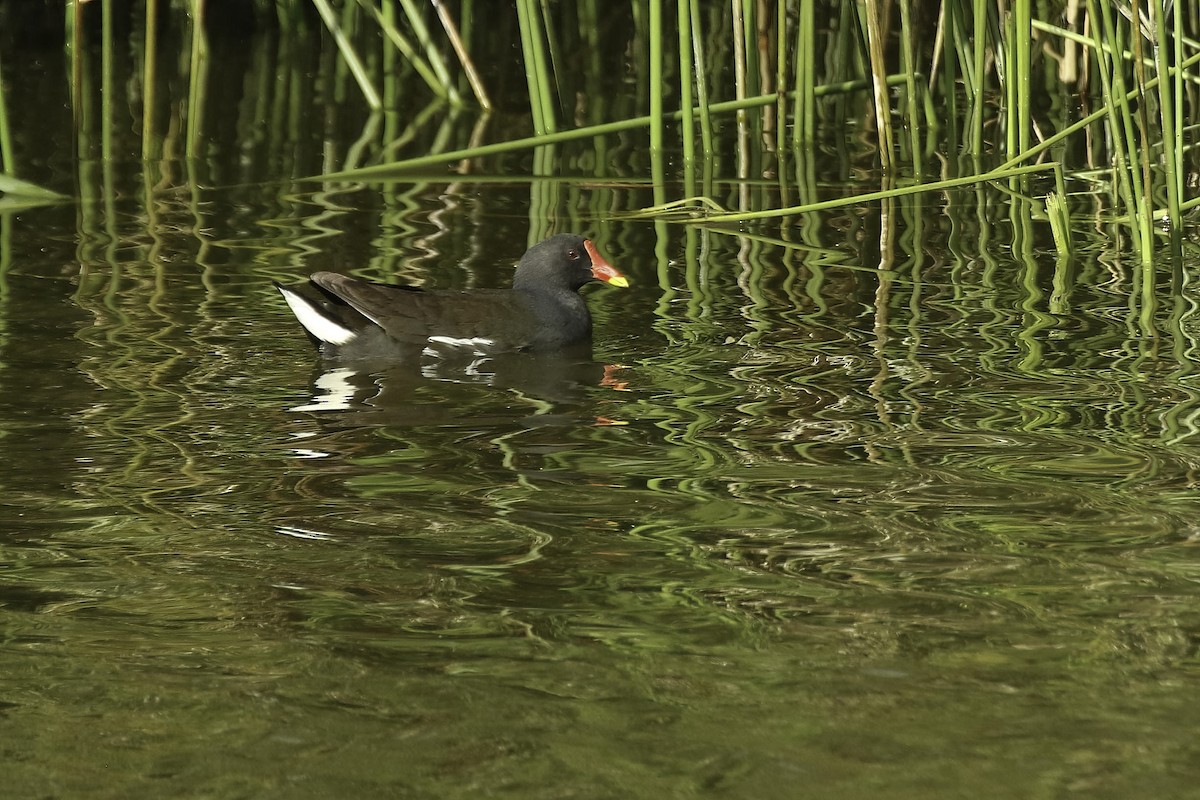 Eurasian Moorhen - ML619335051