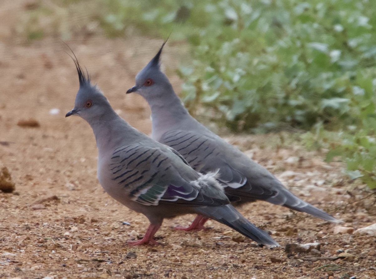 Crested Pigeon - Yvonne van Netten