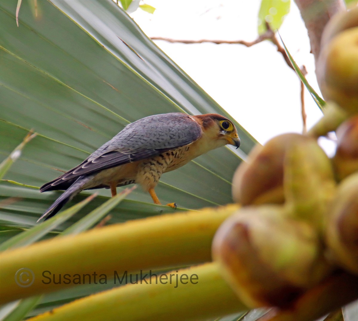 Red-necked Falcon - SUSANTA MUKHERJEE