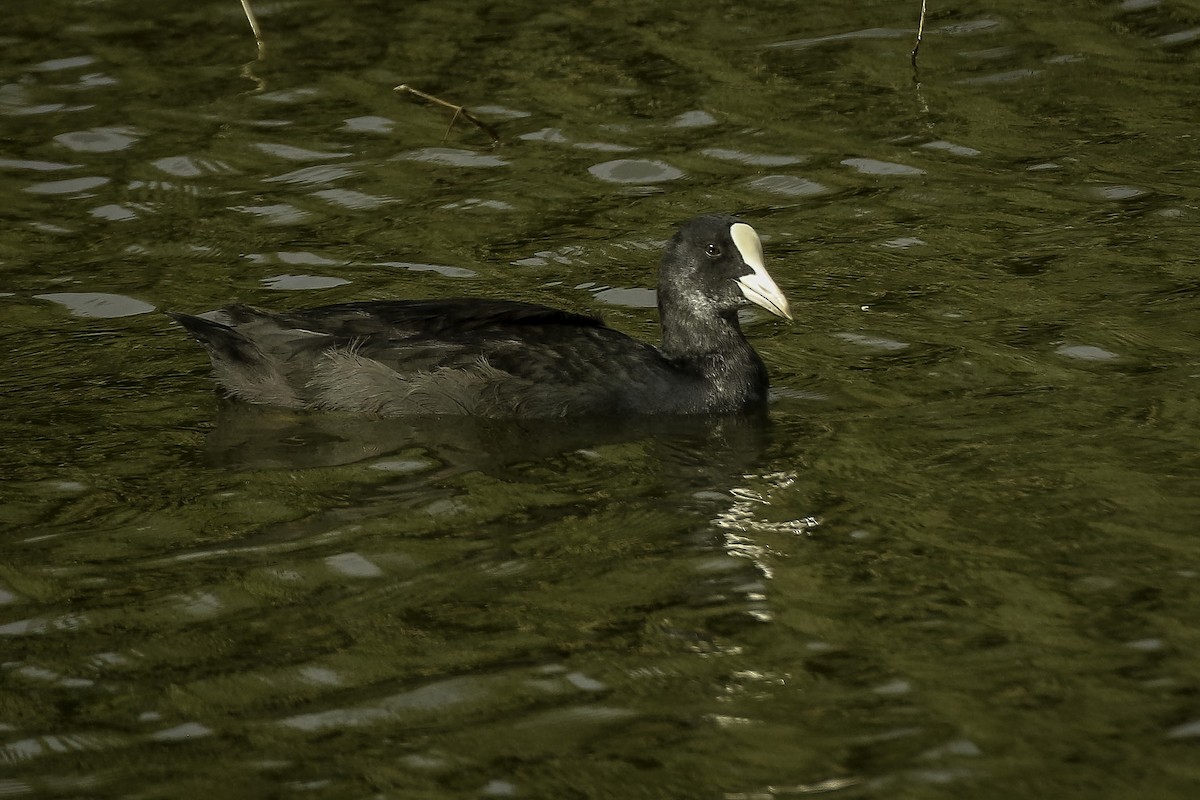 Eurasian Coot - ML619335063