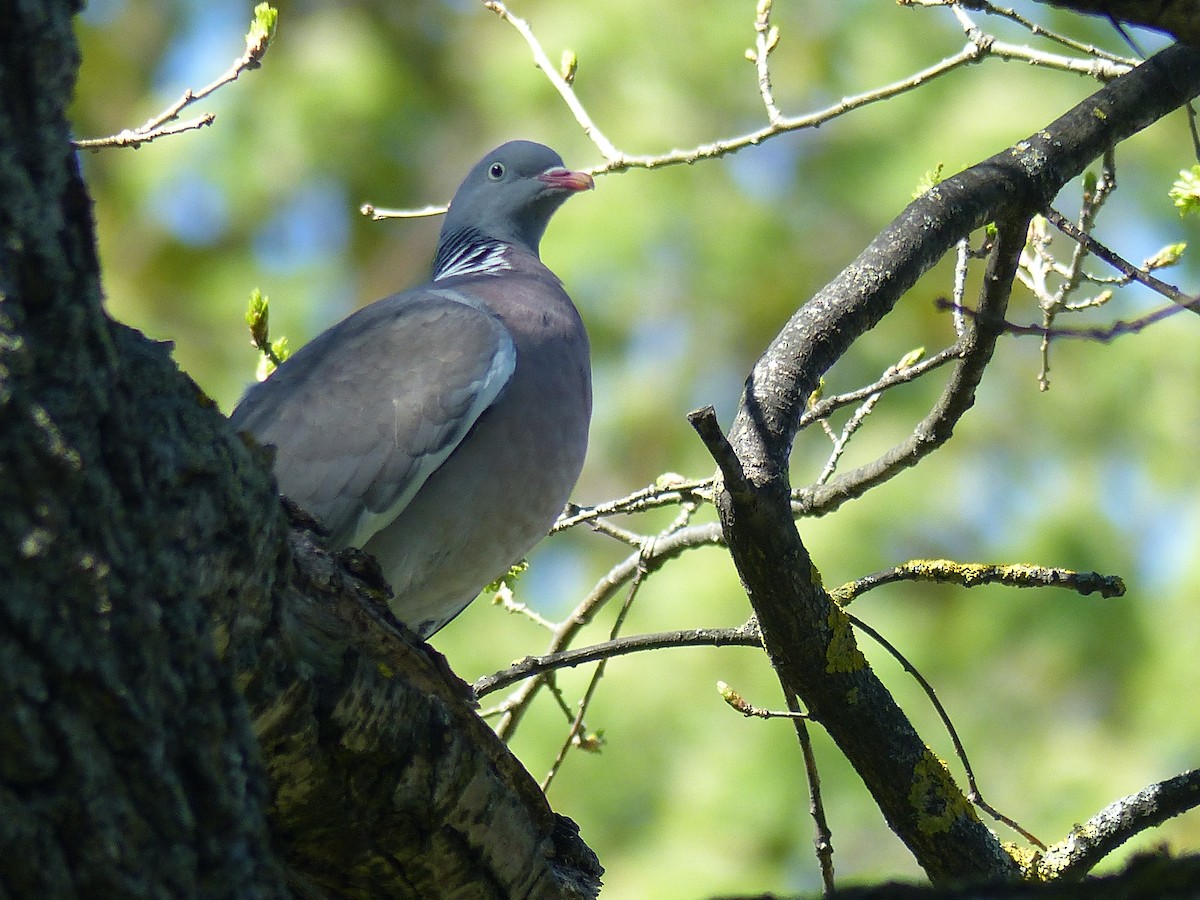 Common Wood-Pigeon - Coleta Holzhäuser