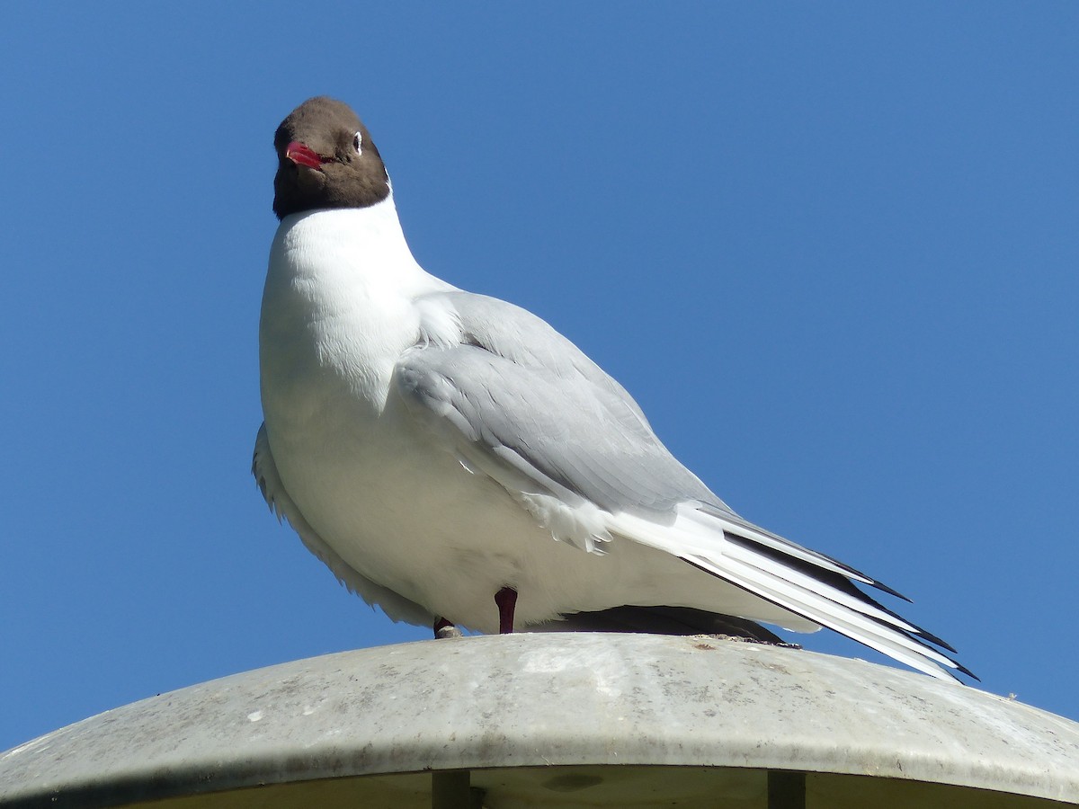 Black-headed Gull - Coleta Holzhäuser