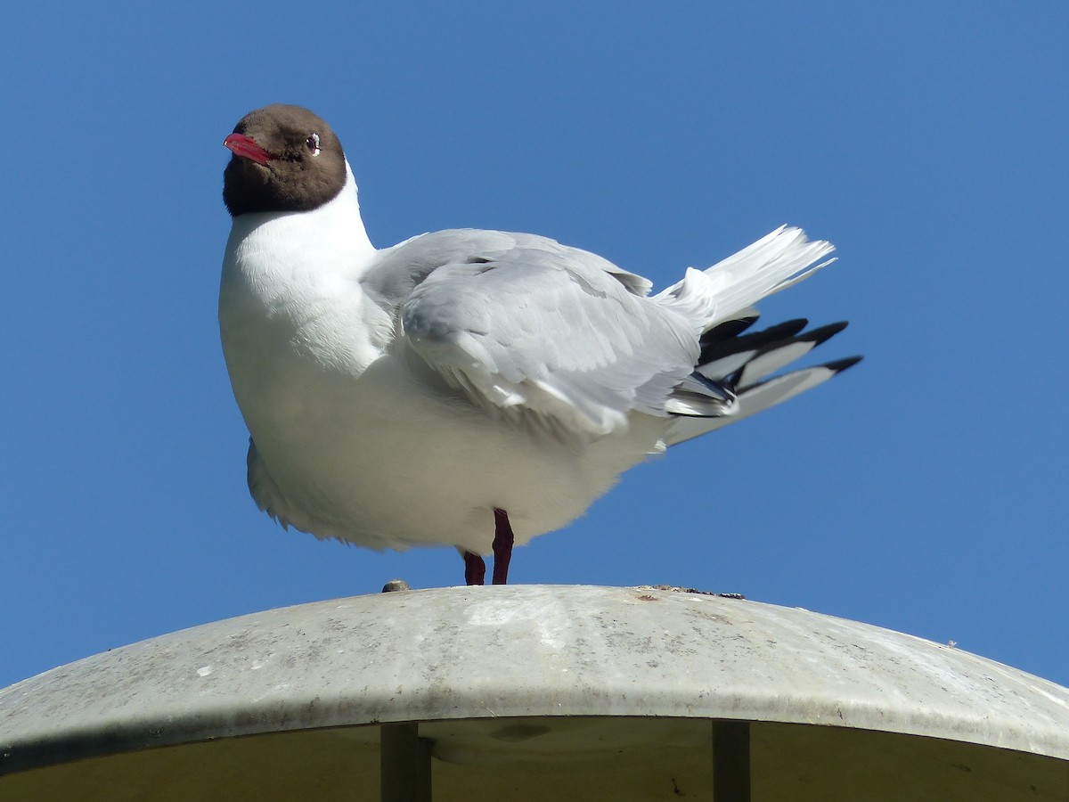 Black-headed Gull - Coleta Holzhäuser