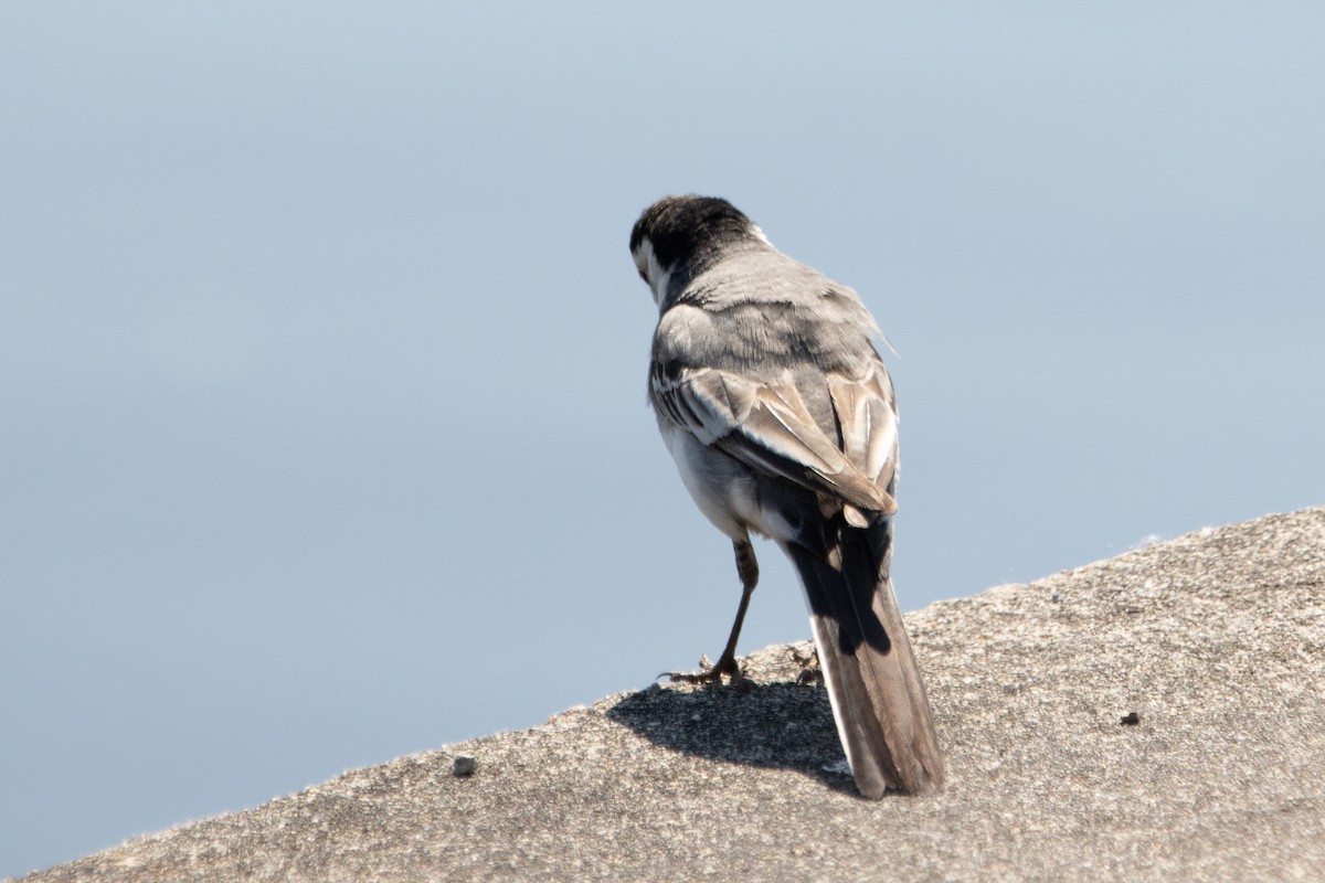 White Wagtail - Letty Roedolf Groenenboom