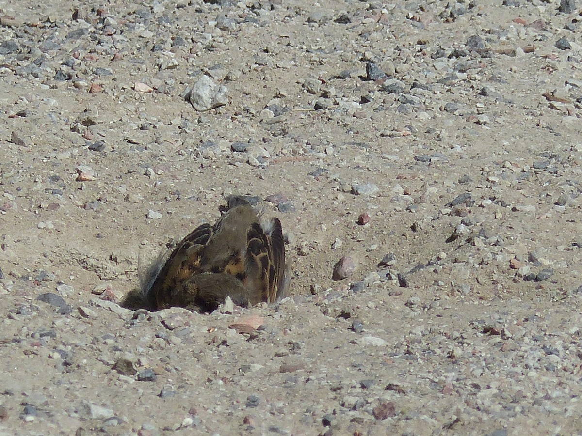 House Sparrow - Coleta Holzhäuser