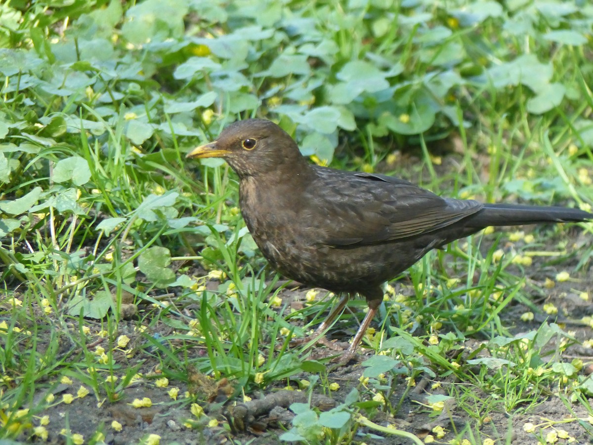 Eurasian Blackbird - Coleta Holzhäuser