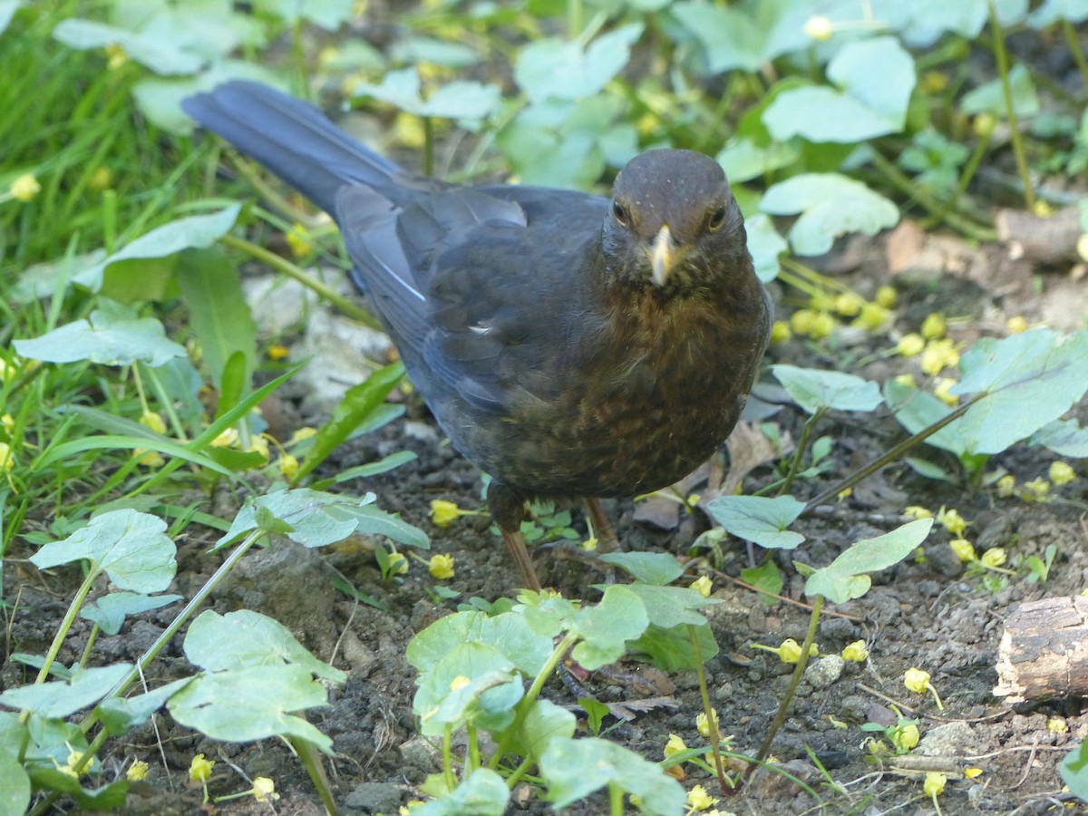 Eurasian Blackbird - Coleta Holzhäuser