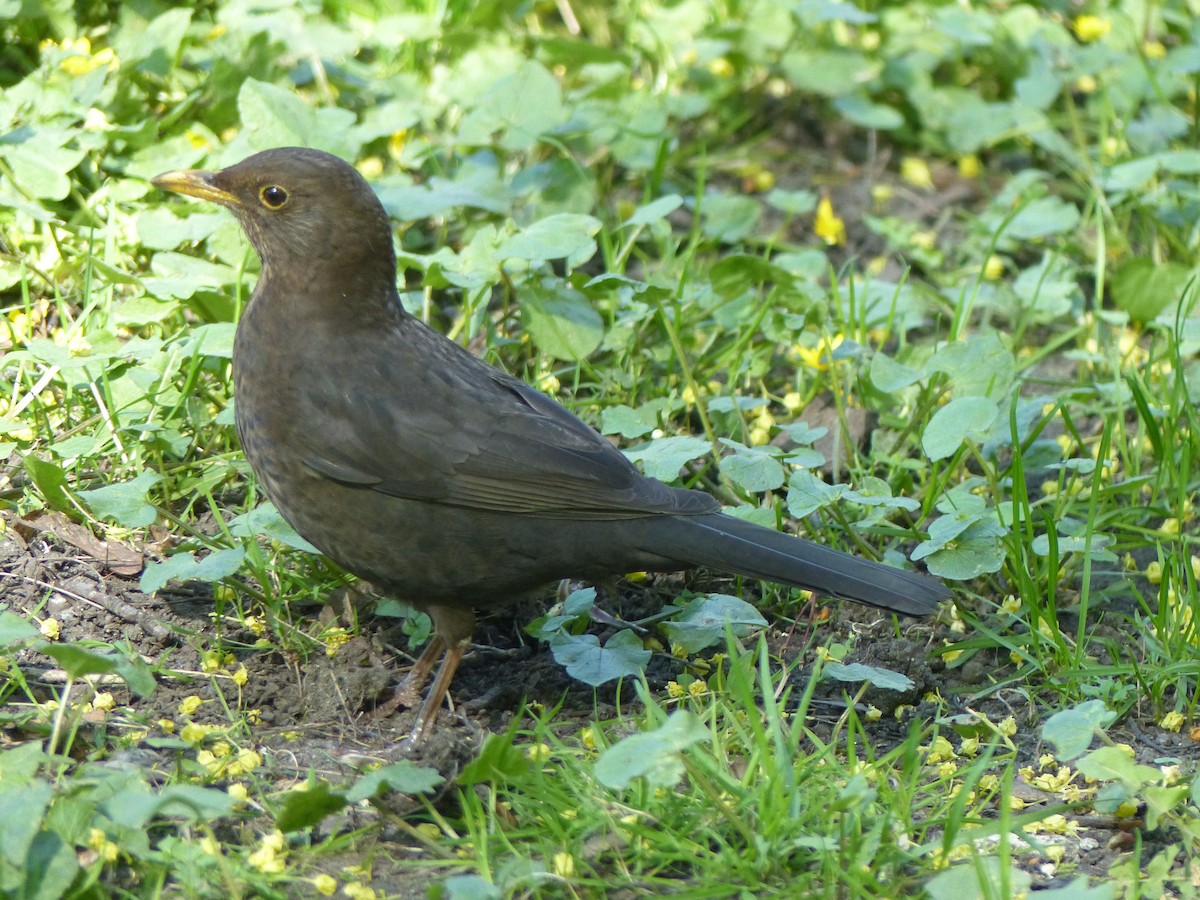 Eurasian Blackbird - Coleta Holzhäuser