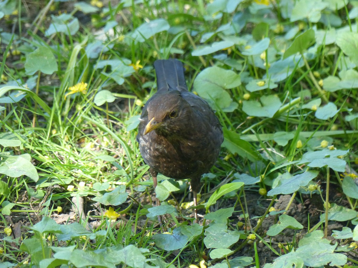 Eurasian Blackbird - Coleta Holzhäuser