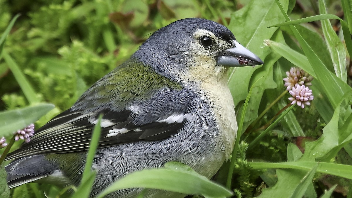 Azores Chaffinch - Chris Griffin