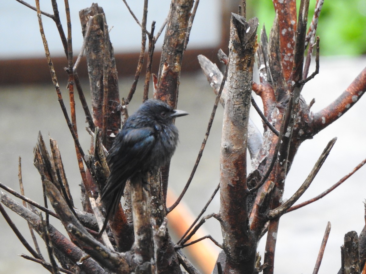 Bronzed Drongo - Shouvik Sarkar